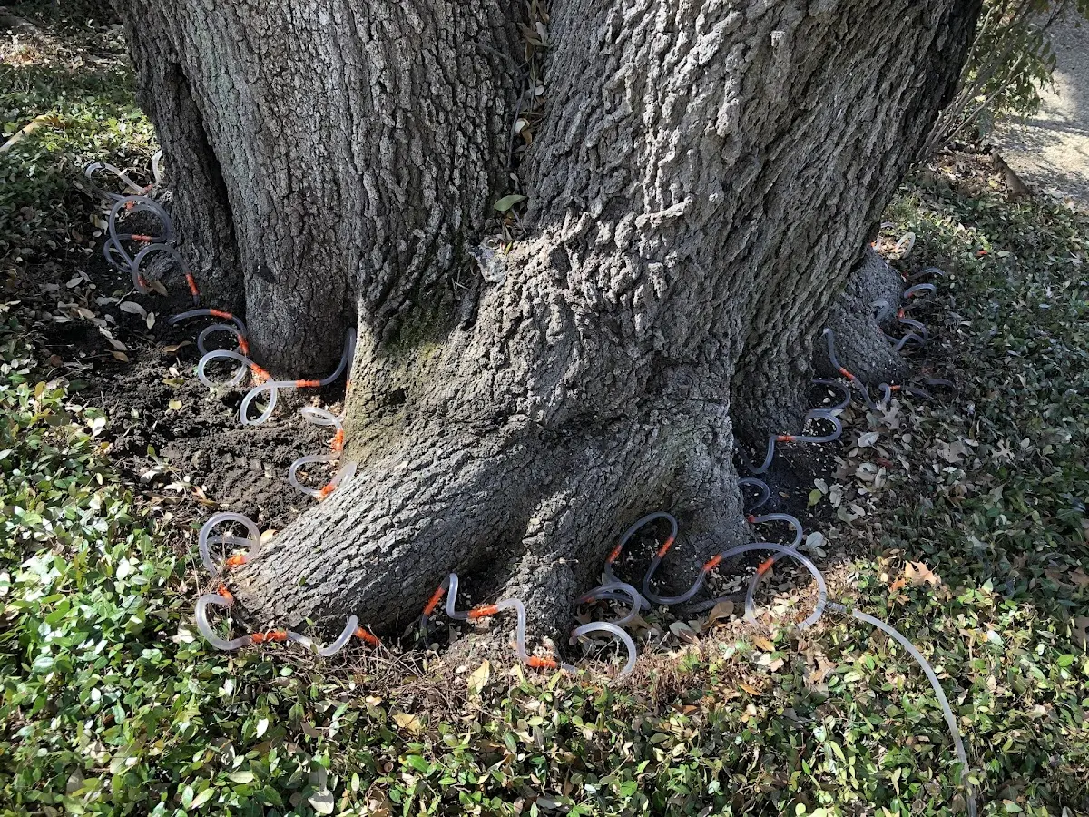 Detailed Tree Cabling and Bracing job site in Pukalani