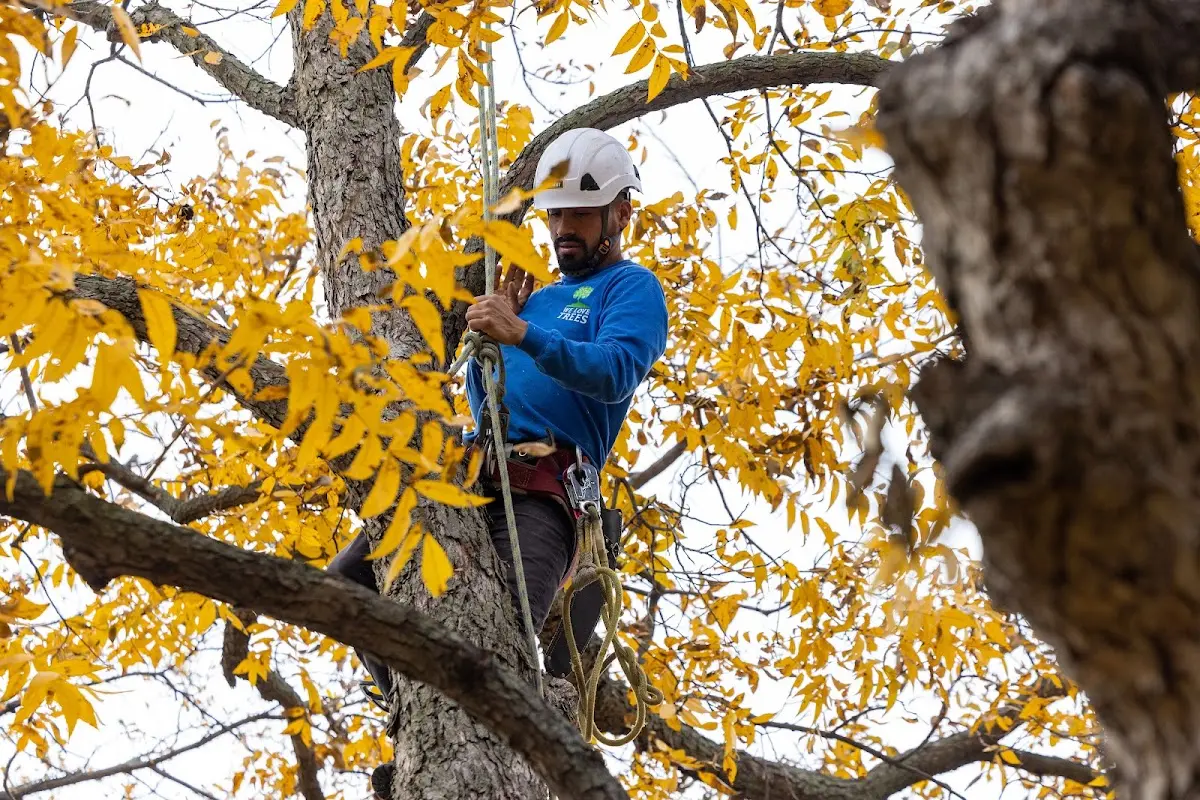Skilled Tree Planing crew working in Pukalani